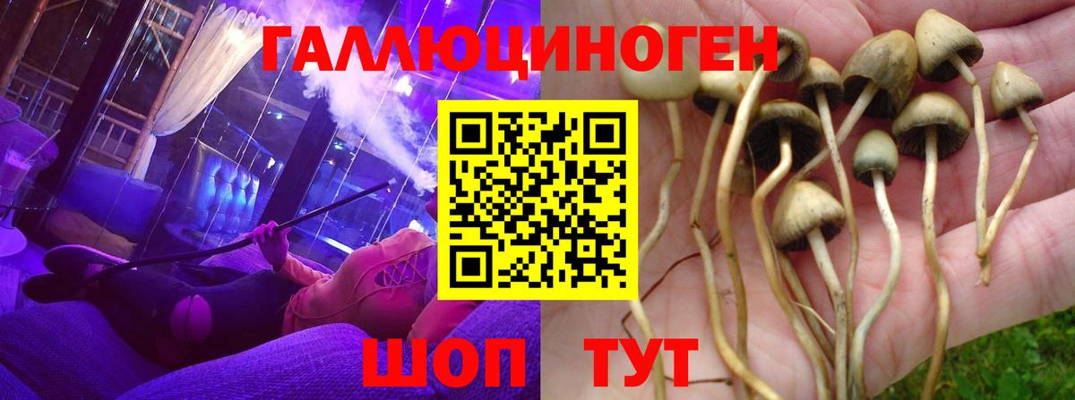 Северобайкальск  Псилоцибиновые грибы GOLDEN TEACHER  Вход с VPN 